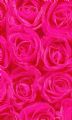 24 Sheets of Regent giftwrap Part No.Ax 414D